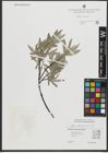 Foto von Salix schugnanica Goerz